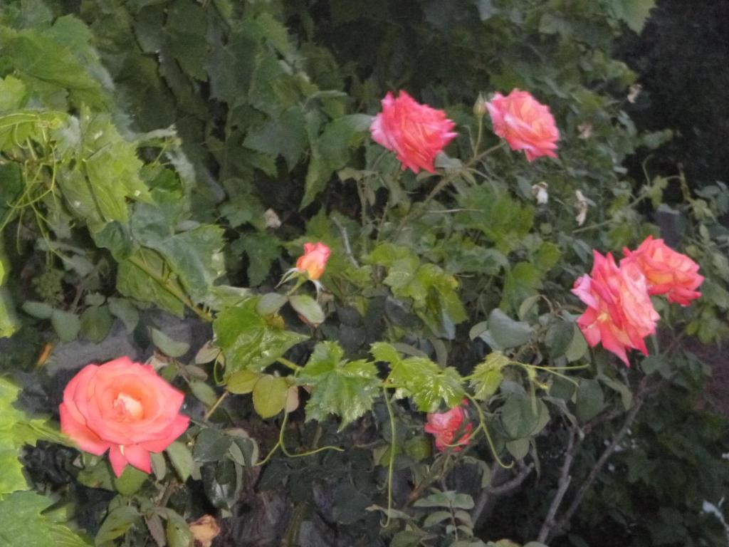 Ipokampos Daire Kéfalos Dış mekan fotoğraf